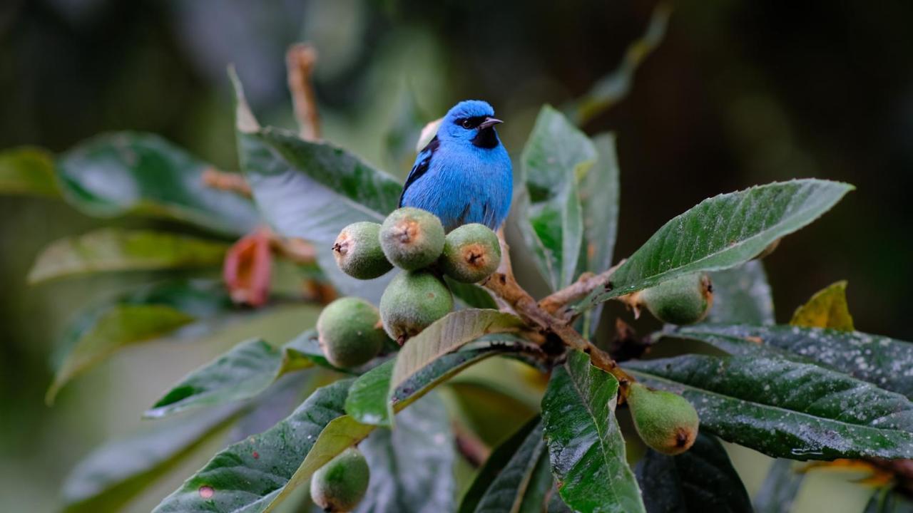 Pousada Salve Floresta Tapiraí Buitenkant foto