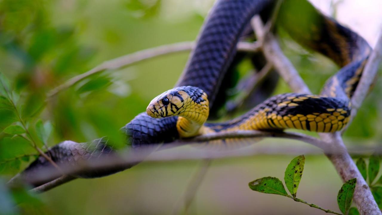 Pousada Salve Floresta Tapiraí Buitenkant foto